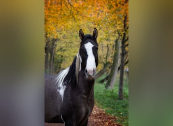 American Paint Horse, Gelding, 4 years, 15,1 hh, Grullo