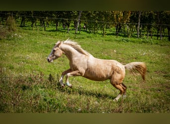 American Paint Horse Mix, Gelding, 4 years, 15,1 hh, Palomino