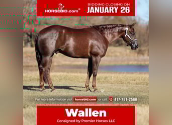 American Paint Horse, Gelding, 4 years, 15,2 hh, Chestnut