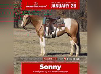 American Paint Horse, Gelding, 4 years, 15,2 hh, Pinto