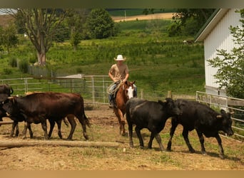 American Paint Horse, Gelding, 4 years, 15,2 hh, Sorrel