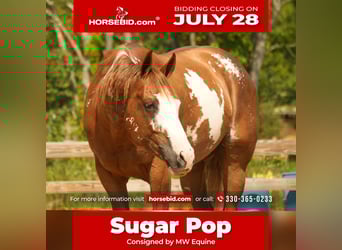 American Paint Horse, Gelding, 4 years, 15,2 hh, Sorrel