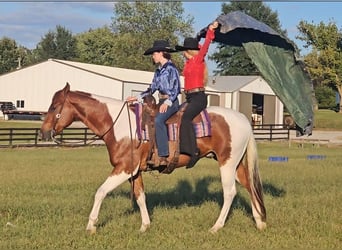 American Paint Horse, Gelding, 4 years, 15,2 hh, Tobiano-all-colors