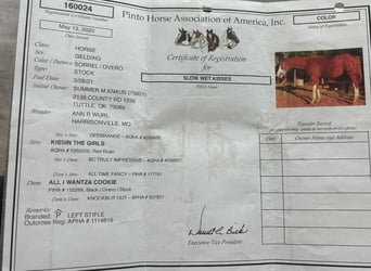 American Paint Horse, Gelding, 4 years, 15,3 hh, Chestnut