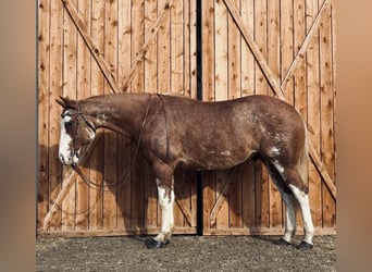 American Paint Horse, Gelding, 4 years, 16.1 hh, Overo-all-colors