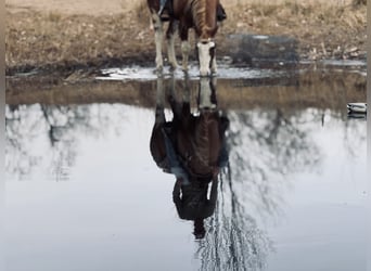 American Paint Horse, Gelding, 4 years, 16,1 hh, Overo-all-colors