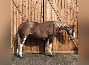 American Paint Horse, Gelding, 4 years, 16,1 hh, Overo-all-colors