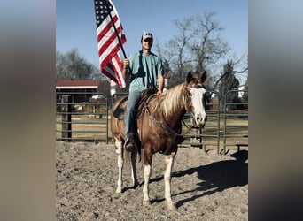 American Paint Horse, Gelding, 4 years, 16,1 hh, Overo-all-colors