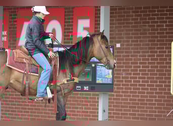 American Paint Horse, Gelding, 4 years, Buckskin