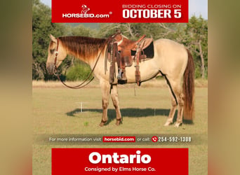 American Paint Horse, Gelding, 4 years, Champagne