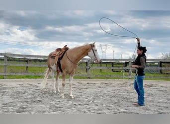 American Paint Horse, Gelding, 4 years, Palomino