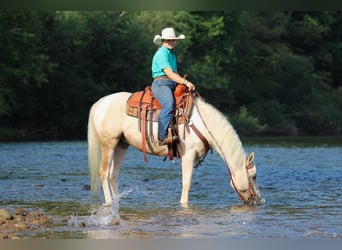 American Paint Horse, Gelding, 4 years, Pinto