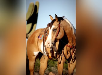 American Paint Horse, Gelding, 4 years, Tobiano-all-colors