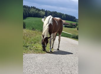 American Paint Horse, Gelding, 5 years, 14.1 hh