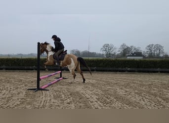 American Paint Horse Mix, Gelding, 5 years, 14.2 hh, Overo-all-colors