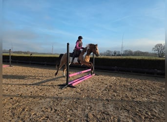 American Paint Horse Mix, Gelding, 5 years, 14.2 hh, Overo-all-colors