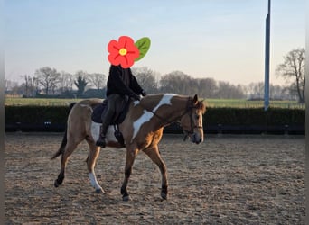 American Paint Horse Mix, Gelding, 5 years, 14.2 hh, Overo-all-colors