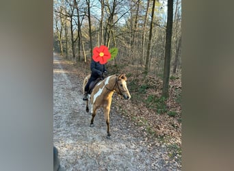 American Paint Horse Mix, Gelding, 5 years, 14.2 hh, Overo-all-colors