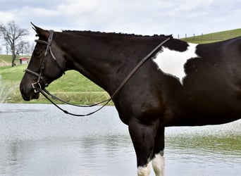 American Paint Horse, Gelding, 5 years, 14.3 hh, Pinto