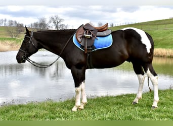 American Paint Horse, Gelding, 5 years, 14.3 hh, Pinto