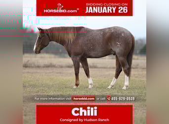 American Paint Horse, Gelding, 5 years, 14.3 hh