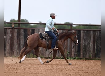 American Paint Horse, Gelding, 5 years, 14 hh, Sorrel