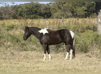 American Paint Horse, Gelding, 5 years, 14 hh, Tobiano-all-colors
