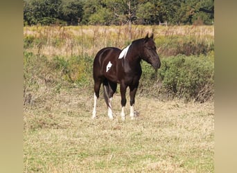 American Paint Horse, Gelding, 5 years, 14 hh, Tobiano-all-colors