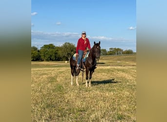 American Paint Horse, Gelding, 5 years, 14 hh, Tobiano-all-colors
