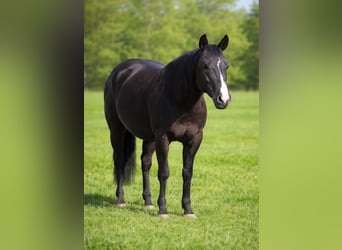 American Paint Horse, Gelding, 5 years, 14,2 hh, Black