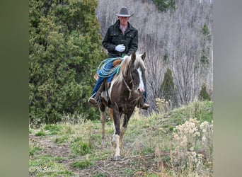 American Paint Horse, Gelding, 5 years, 14,2 hh, Pinto
