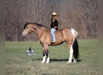 American Paint Horse Mix, Gelding, 5 years, 14,3 hh, Pinto