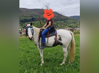 American Paint Horse Mix, Gelding, 5 years, 15.1 hh, Pinto