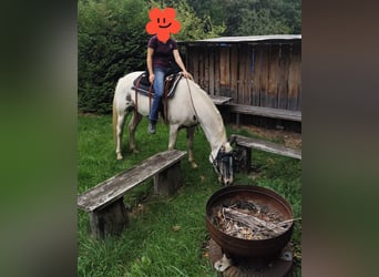 American Paint Horse Mix, Gelding, 5 years, 15.1 hh, Pinto