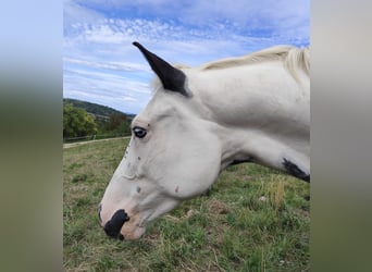 American Paint Horse Mix, Gelding, 5 years, 15.1 hh, Pinto