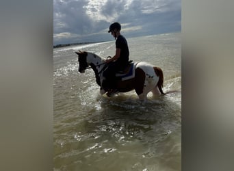 American Paint Horse, Gelding, 5 years, 15.1 hh, Tobiano-all-colors