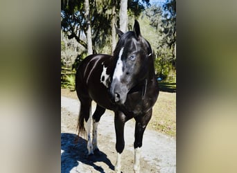 American Paint Horse, Gelding, 5 years, 15.2 hh, Black