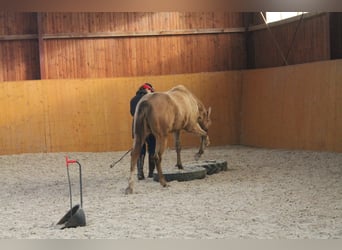 American Paint Horse, Gelding, 5 years, 15.2 hh, Champagne
