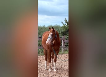 American Paint Horse, Gelding, 5 years, 15.2 hh, Chestnut-Red