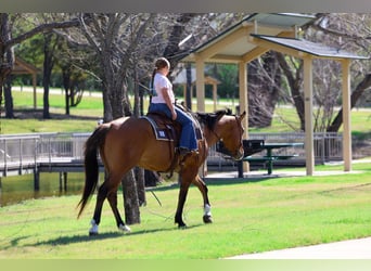 American Paint Horse, Gelding, 5 years, 15.2 hh, Dun