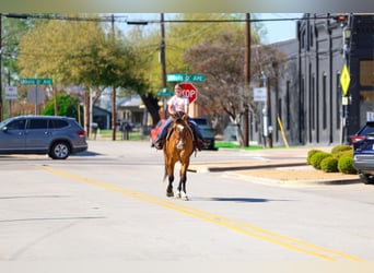 American Paint Horse, Gelding, 5 years, 15.2 hh, Dun