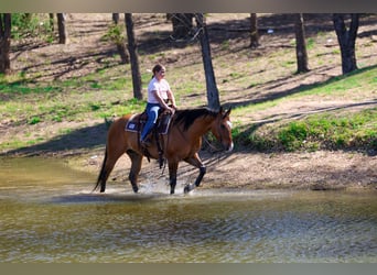 American Paint Horse, Gelding, 5 years, 15.2 hh, Dun