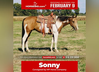 American Paint Horse, Gelding, 5 years, 15.2 hh, Pinto