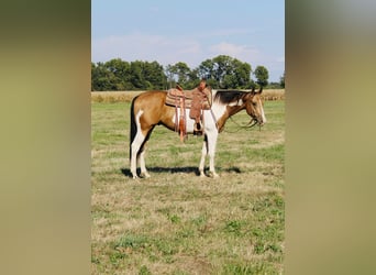 American Paint Horse, Gelding, 5 years, 15.2 hh, Pinto
