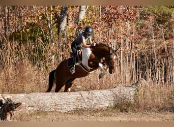 American Paint Horse Mix, Gelding, 5 years, 15.2 hh, Pinto