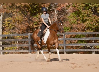 American Paint Horse Mix, Gelding, 5 years, 15.2 hh, Pinto