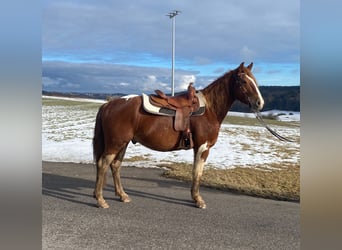 American Paint Horse Mix, Gelding, 5 years, 15 hh, Pinto
