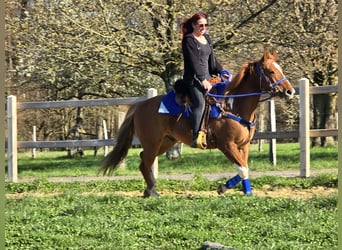 American Paint Horse Mix, Gelding, 5 years, 15,1 hh, Pinto