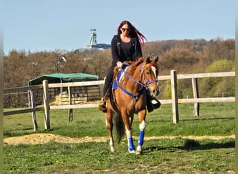 American Paint Horse Mix, Gelding, 5 years, 15,1 hh, Pinto