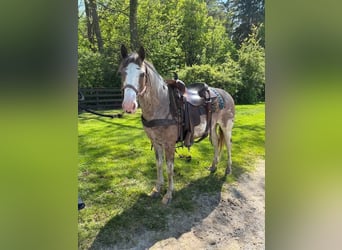 American Paint Horse, Gelding, 5 years, 15,1 hh, Sabino